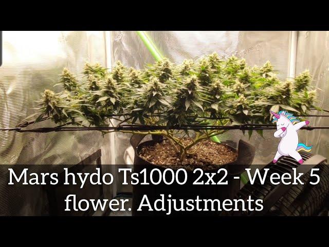 Mars Hydro Ts1000 Ep8 - Flower adjustment