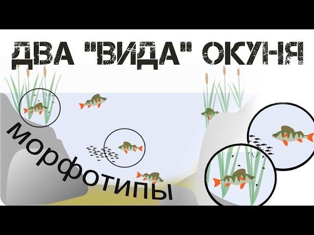Два "вида" окуня. Морфотипы