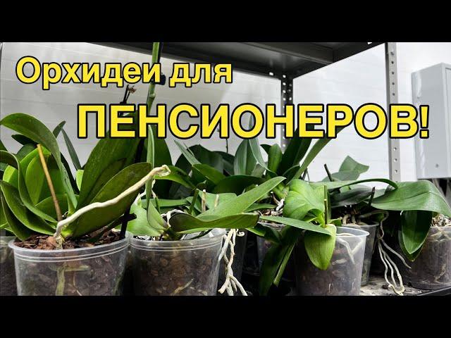 Тотальная распродажа сортовых орхидей в @zeboorhids ️‍