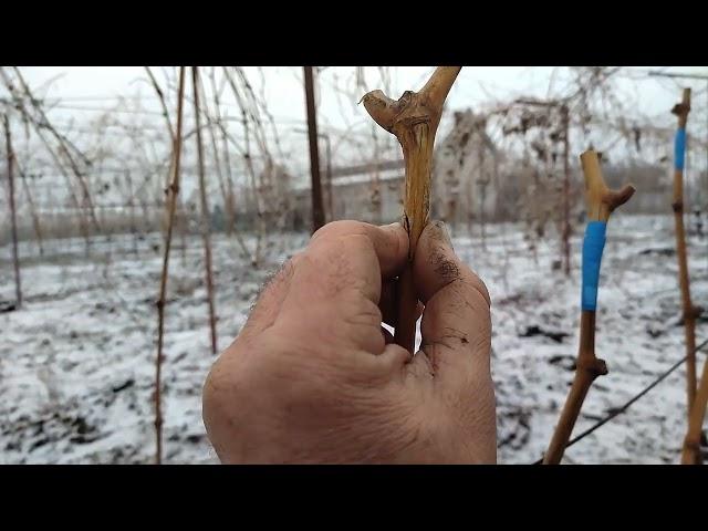 Осенняя прививка винограда черным в черное.