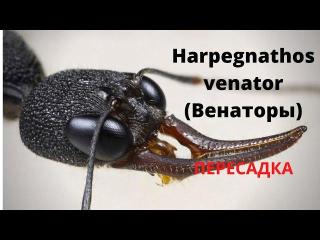 Ants Harpegnathos venator. Transfer to the formicarium.