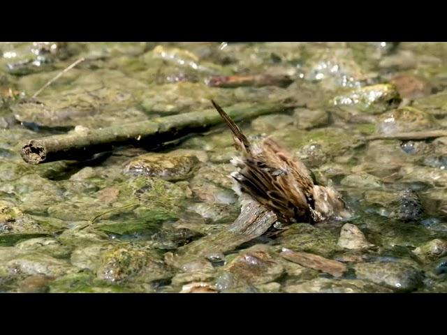 #Футаж птица воробей купается ◄4K•HD► #Footage bird sparrow swimming