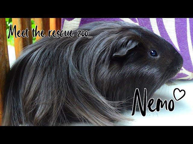 Nemo the Disabled Guinea Pig  | Meet My Rescue Pets | Special needs / birth defect