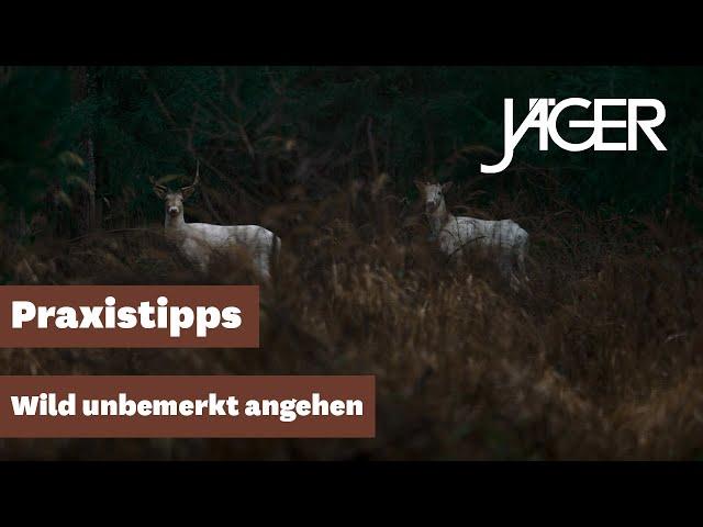 Nie wieder Wild vergrämen! | JÄGER Praxistipps