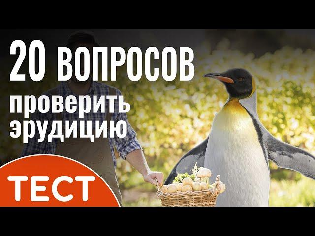 Викторина из 20 вопросов на эрудицию