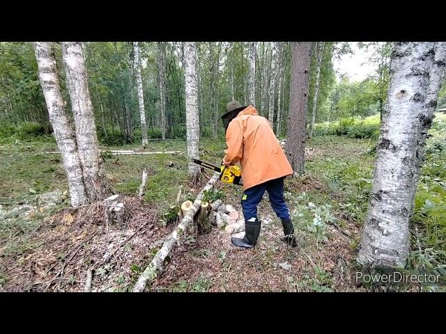 Китайские бензопилы против леса. расчистка участка