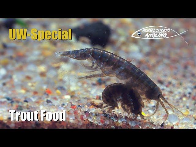 Under water in a fjord - gammarus, mysis and baitfish