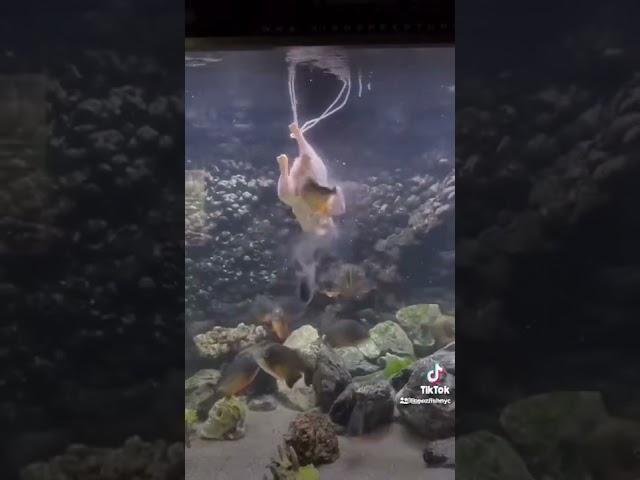 Piranha vs Chicken