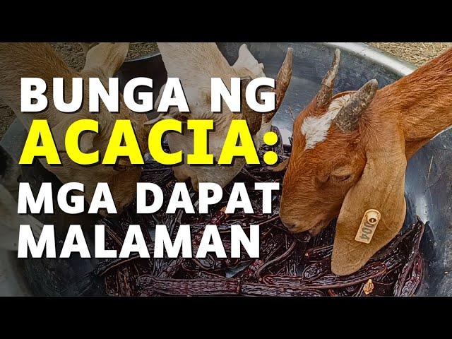 BUNGA NG ACACIA para sa KAMBING: Mga Dapat Malaman