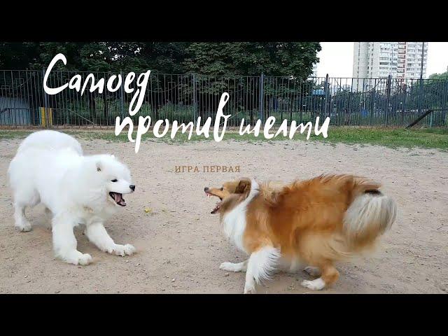 Самоед и шелти: Игра в догонялки 