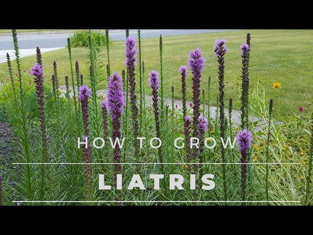 Liatris Spicata - All about Liatris, from Seed to Bloom