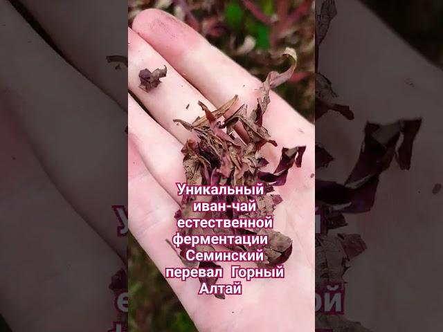 Уникальный иван чай естественной ферментации Семинский перевал Горный Алтай