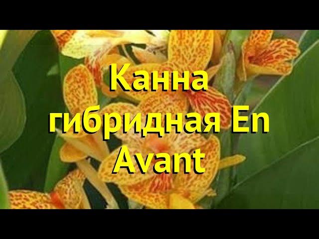 Канна гибридная Эн Авант. Краткий обзор, описание характеристик, где купить луковицы canna En Avant