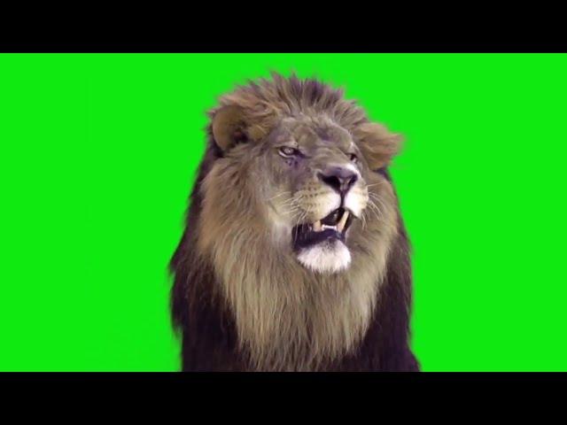 Lion roaring green screen - free to use!