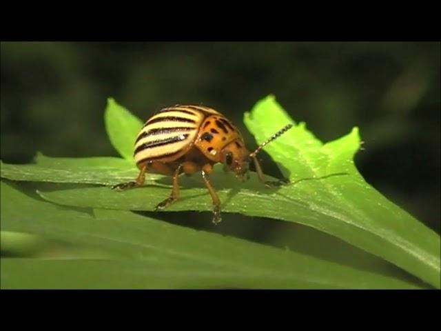 #Футаж. Колорадский жук/ #Footage. Colorado potato beetle/Leptinotarsa decemlineata