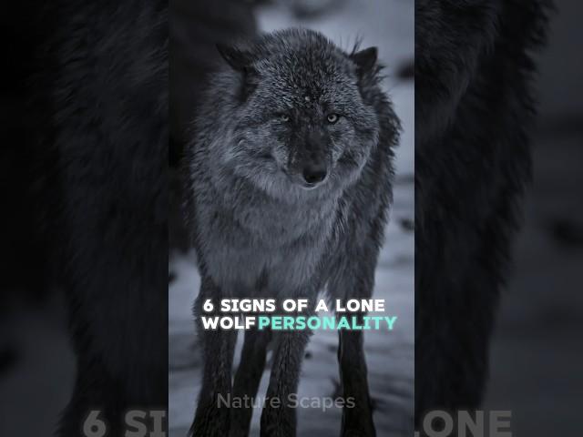 Six Signs of a Lone Wolf Personality: Are You One?