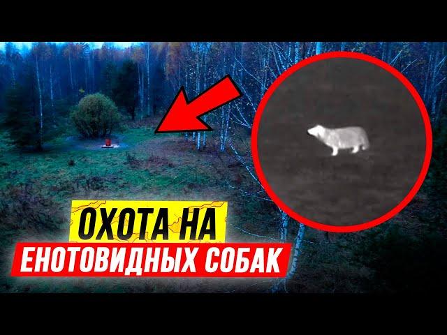 Охота на енотовидных собак | Ночная охота с вышки