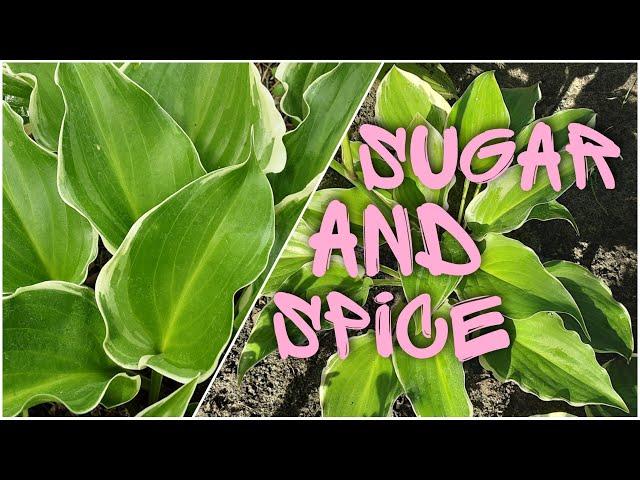 Хоста Sugar and Spice ⭐ Hosta Sugar and Spice