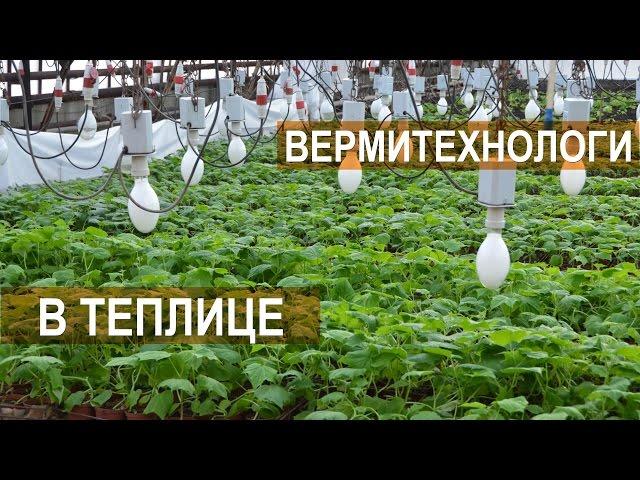 Биогумус и вермитехнологии в тепличном бизнесе