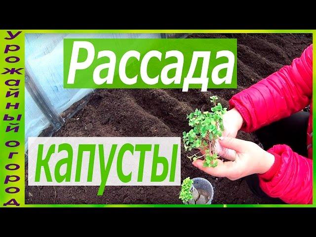 РАССАДА КАПУСТЫ БЕЗ ЗЕМЛИ!ПЕРЕСАДКА В ГРУНТ!