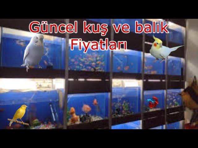 Şen Doğa Petshop Güncel Akvaryum balık fiyatları,Muhabbet kuşu fiyatları ve papağan fiyatları