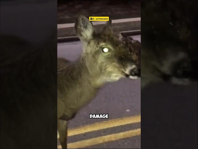 Zombie Deer? The Truth Behind Chronic Wasting Disease