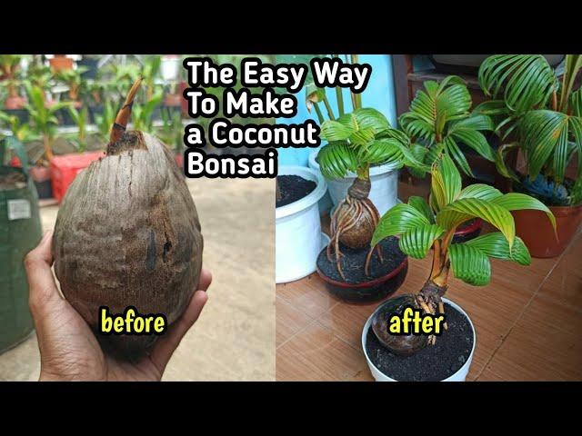 THE EASY WAY TO MAKE A COCONUT BONSAI