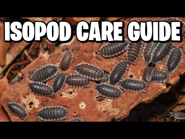 Isopods: The Ultimate Beginner's Guide to Care & Breeding