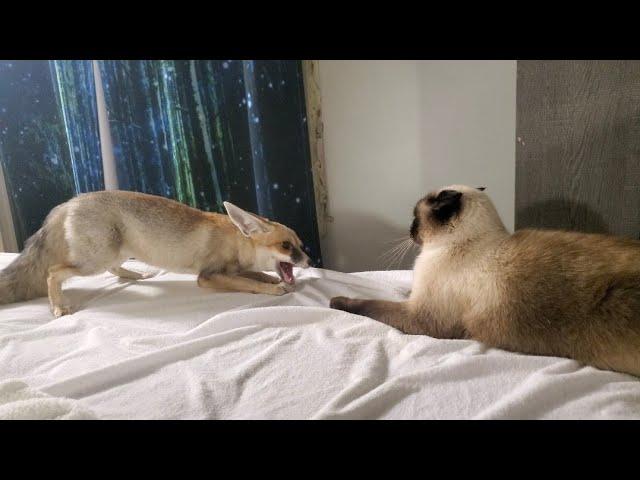 Sand fox vs Siamese cat