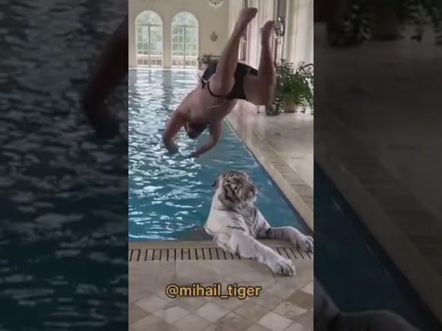  SWIMMING WITH THE TIGER