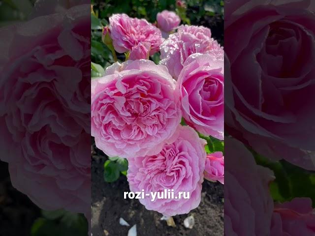 «Юстасия Вэй» один из новых сортов роз Остина Каталог rozi-yulii.ru #саженцыроз #розывсаду