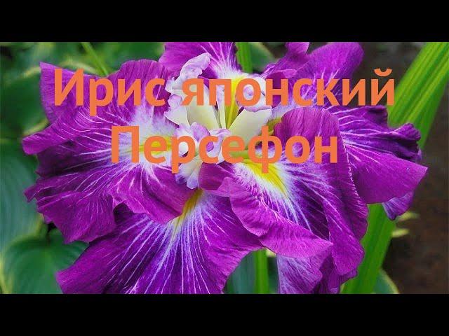 Ирис японский Персефон (iris)  японский ирис Персефон обзор: как сажать, саженцы ириса Персефон