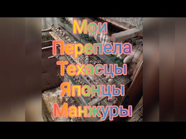 мои перепела техасцы, японцы , манжуры.#Николай_Чистяков