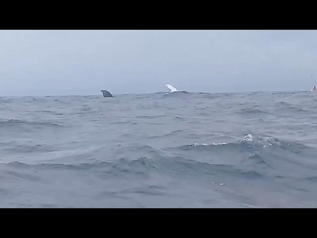 Inicio de temporada de Ballenas Jorobadas en Puerto López Manabi