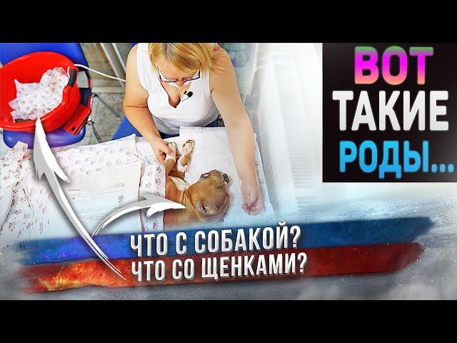 Роды у собаки. Невероятные эмоции!