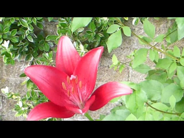 Lilium - Red Scented Lily - Liljublóm - Garðlilja - Skrautplöntur - Sumarblóm