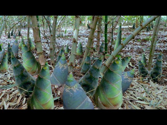 How to Grow Bamboo to Harvest Fast Bamboo Shoots - Easy and Effective - Agriculture Technology