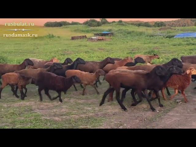 Моя отара курдючных баранов