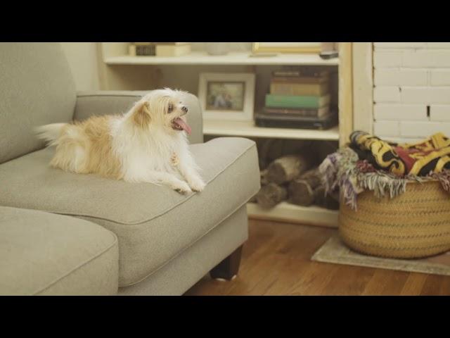 MOVOFLEX® Soft Chews Product Video