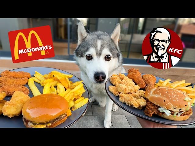 Что выбрал Хаски? KFC или McDonalds