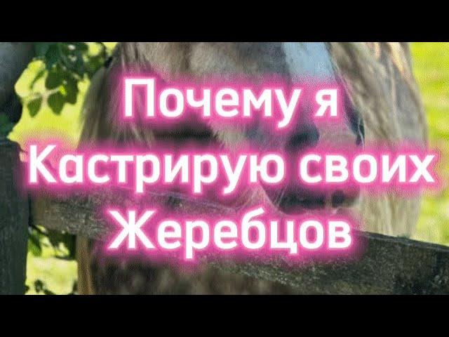 Почему я кастрирую лошадей????