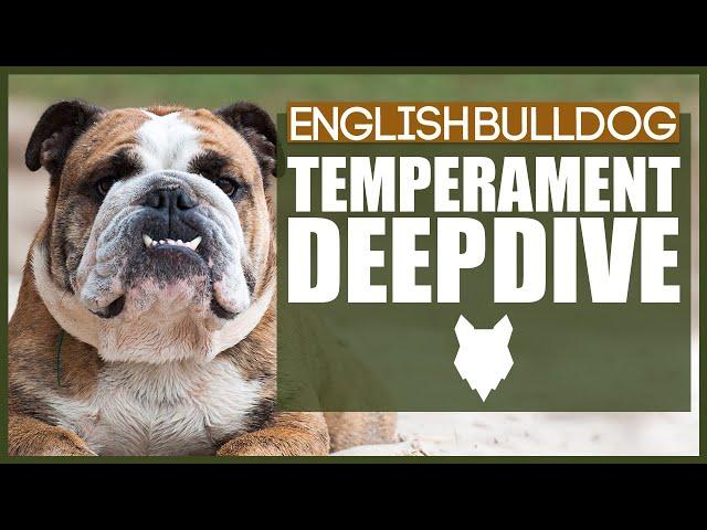 Everything You Need To Know - ENGLISH BULLDOG TEMPERAMENT