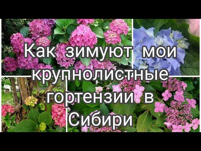 КАК ЗИМУЮТ МОИ КРУПНОЛИСТНЫЕ ГОРТЕНЗИИ В СИБИРИ?!