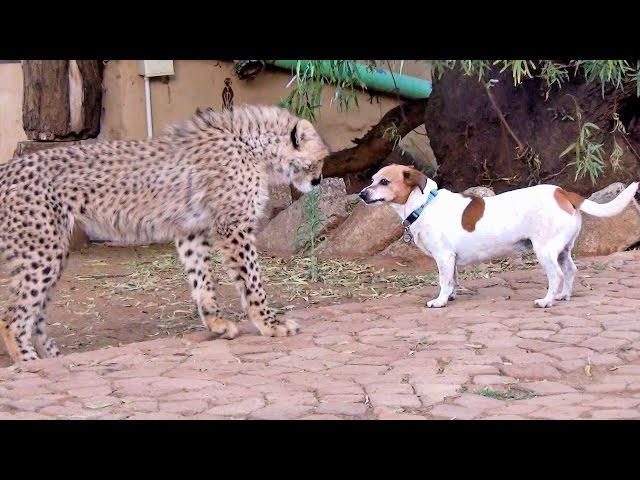 African Cheetah Cub Versus Jack Russell Terrier - Cat & Dog Fight Battle of Will - Cheetah Thug Life