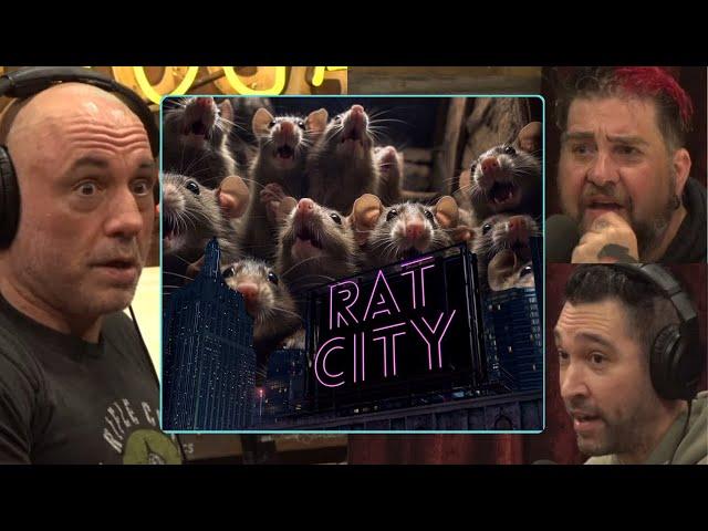 The RAT Population In NY Is Completely Out Of Control “CRAZY” | Joe Rogan