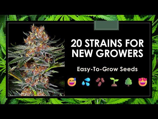 The 20 Best Strains for Beginner Growers: Easy-to-Grow Seeds