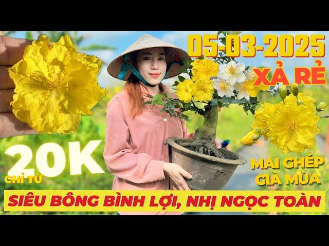 THÚY NHƯ Giao Lưu Mai Vàng Giá Rẻ, Siêu Bông Bình Lợi, Nhị Ngọc Toàn, SG Sài Gòn... • THÀNH TRỌNG LÊ