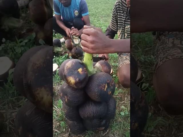  Nungu Cutting | palam tree | #palamfruit #shorts