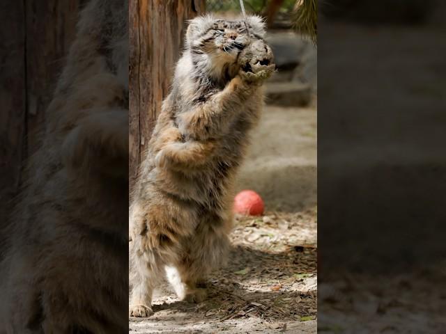 Pallas’s cat blisses out #pallascat #manul #cat