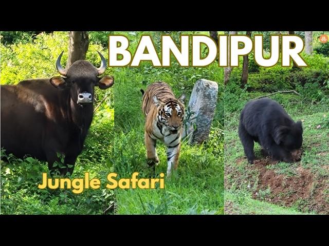 Bandipur Tiger Reserve Safari | Bandipur Tiger Chase | Jeep Safari Bandipur | Jungle Lodges Safari